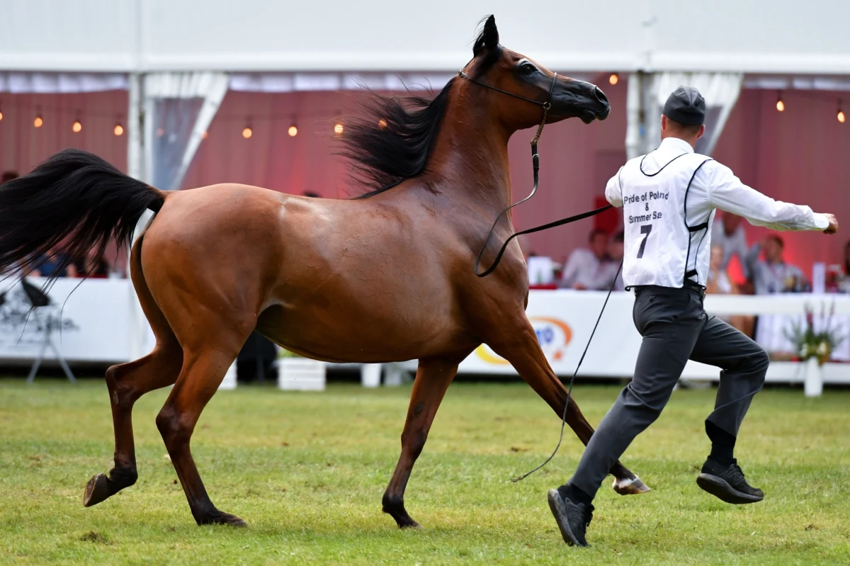 Trwa szukanie miliona, który nadal nie został wpłacony za cztery wylicytowane klacze. Od Pride of Poland minęło 70 dni, niemal drugie tyle zostało do końca roku, a wtedy mija ostateczny termin rozliczenia transakcji zawartych w Janowie Podlaskim. Konie wylicytowane przez Thierry’ego Barbiera czekają na nowych nabywców. Jest jednak warunek – muszą zostać sprzedane po cenach, za które zostały wylicytowane przez nieuczciwego Francuza. Tak stwierdzili w rozmowie z RMF FM Monika Słowik, pełniąca obowiązki prezesa stadniny koni w Michałowie i Andrzej Wójtowicz, doradca do spraw hodowli koni dyrektora generalnego Krajowego Ośrodka Wsparcia Rolnictwa.