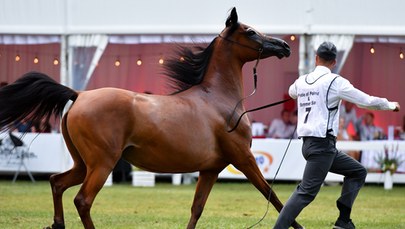 ​Pride of Poland: Wciąż brakuje miliona euro za wylicytowane konie