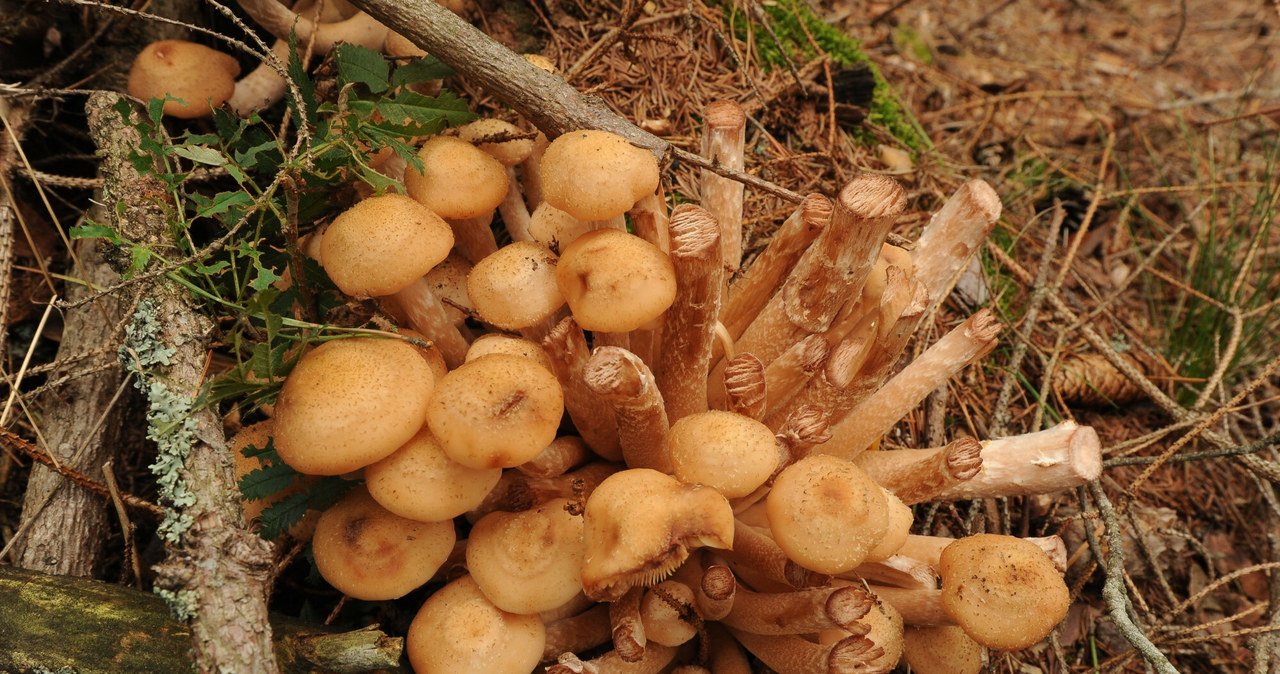 Grzybobranie, ulubione, zajęcie, wielu, Polaków, ciekawe, lasach, oprócz, prawdziwków, maślaków, kurek, można, również, znaleźć, Świecące grzyby w polskich lasach. To utrapienie dla leśników