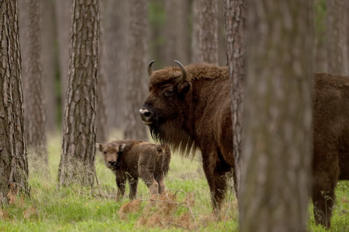 Myśliwy z Irlandii zastrzelił żubra podczas polowania na terenie Nadleśnictwa Świerczyna w Zachodniopomorskiem. Mężczyzna twierdzi, że strzelał w samoobronie. Po oględzinach zabitej samicy żubra okazało się, że strzał padł do uciekającego zwierzęcia. To już czwarty żubr zabity w Zachodniopomorskiem w ciągu ostatnich dwóch miesięcy.