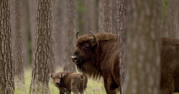 Myśliwy z Irlandii zastrzelił żubra podczas polowania na terenie Nadleśnictwa Świerczyna w Zachodniopomorskiem. Mężczyzna twierdzi, że strzelał w samoobronie. Po oględzinach zabitej samicy żubra okazało się, że strzał padł do uciekającego zwierzęcia. To już czwarty żubr zabity w Zachodniopomorskiem w ciągu ostatnich dwóch miesięcy.