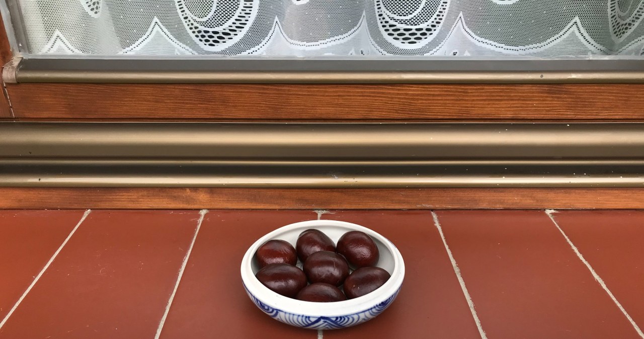 Przynieś ze spaceru i połóż na parapecie. Pająki więcej nie wejdą do domu