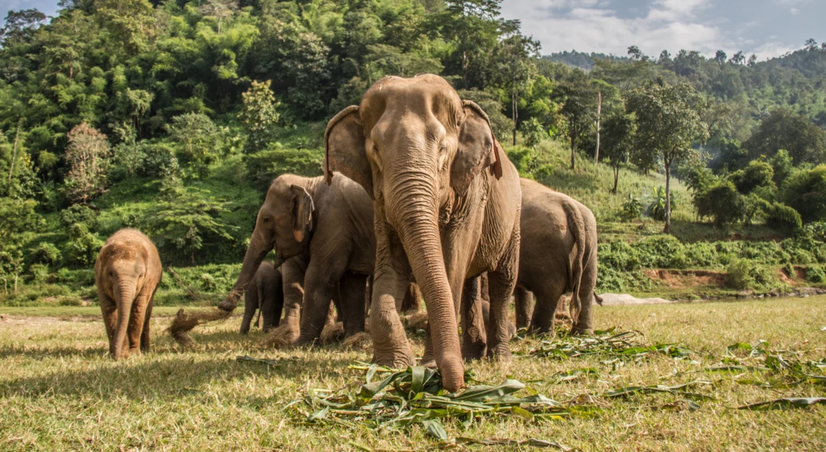 Stado słoni zadeptało mężczyznę w miejscowości Devmatti w stanie Chhattisgarh w środkowo-wschodnich Indiach. Lokalne media sugerują, że była to swoista forma zemsty - atak miał być odpowiedzią na rzekome zabicie przez mieszkańców rocznego cielęcia.