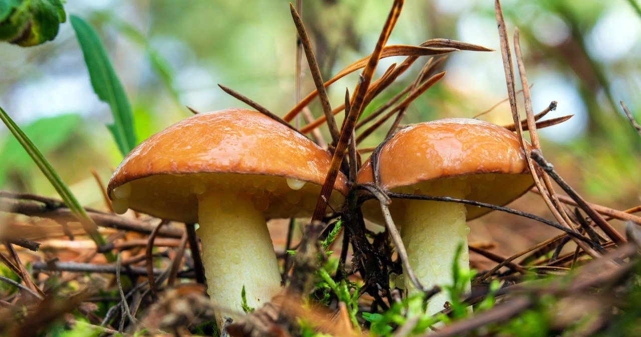  Nie lubisz maślaków? Przygotuj je w ten sposób, a będą delikatne i pyszne