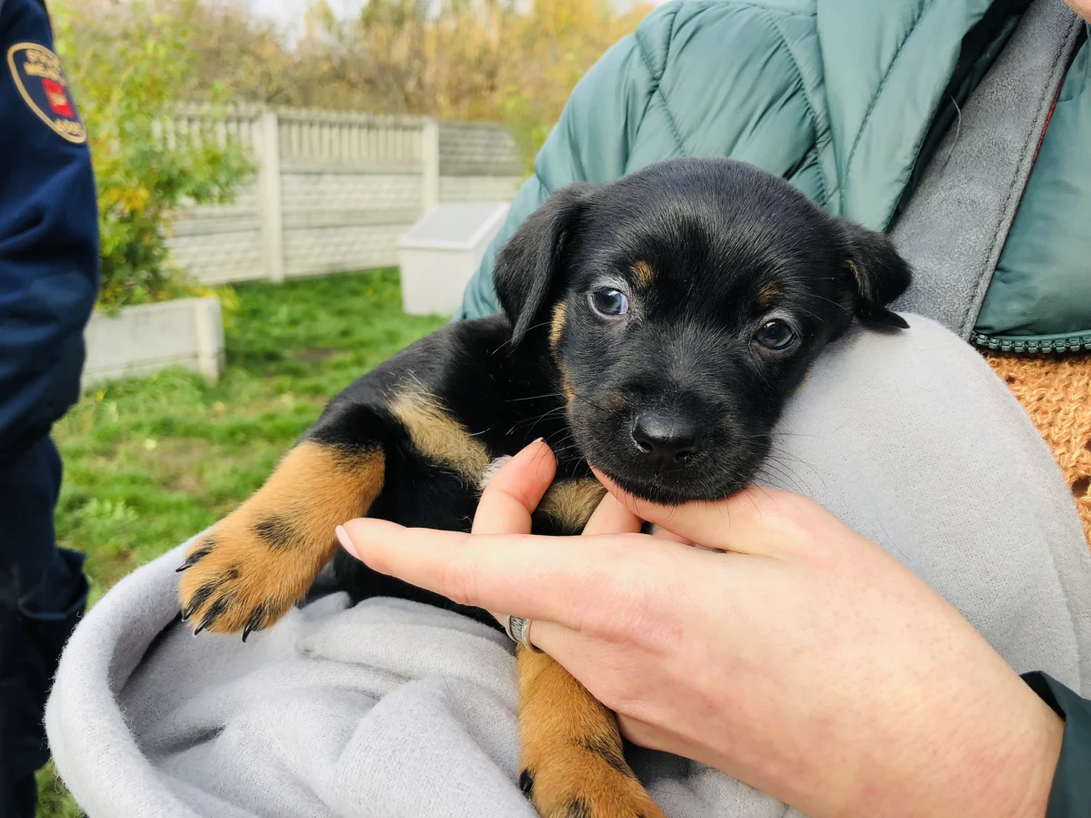Są ponoć najwierniejsze, najbardziej inteligentne i mają dziś swoje święto - kundelki. Ci wyjątkowi przyjaciele człowieka znajdują się w łódzkim schronisku dla zwierząt - na nowy dom czeka tam aktualnie 290 multirasowych psiaków.