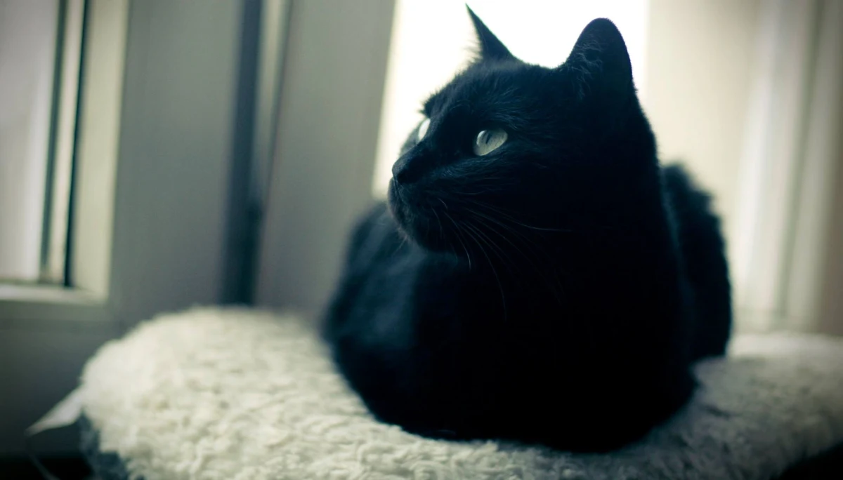 Nasze koty dobrze wiedzą, że to właśnie do nich mówimy - naukowcy potwierdzają to, z czego większość opiekunów tych zwierząt zdaje sobie sprawę. Okazuje się, że kluczowa jest więź między człowiekiem a futrzakiem. Wyniki badań naukowców z Uniwersytetu Paryskiego Nanterre, opisane na łamach czasopisma "Animal Cognition" wskazują na to, że koty rozpoznają, czy ich opiekun mówi do nich, czy do kogoś innego. Nie zwracają natomiast uwagi na to, czy do nich, czy do kogo innego mówią osoby obce.