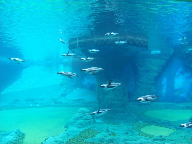 /ZOO Wrocław /Materiały prasowe