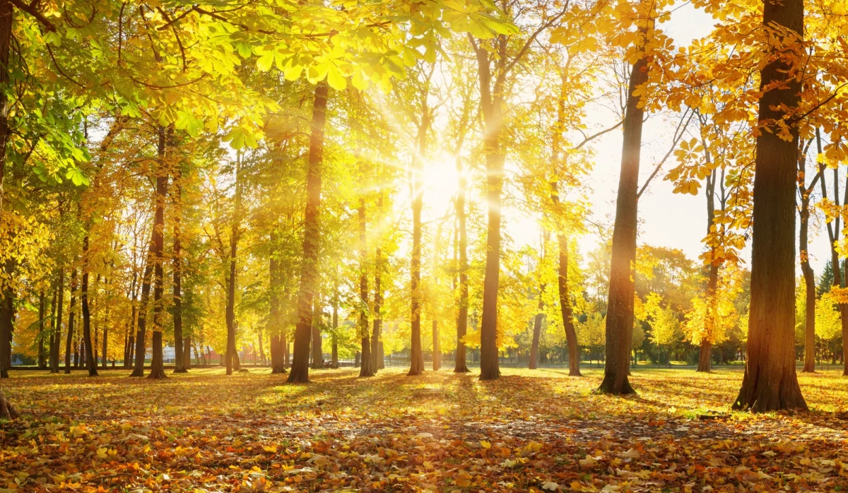 W środę od rana na przeważającym obszarze kraju będzie pogodnie i słonecznie. We wczesnych godzinach porannych na wchodzie mogą utrzymać się mgły - przekazała dyżurna synoptyk Instytutu Meteorologii i Gospodarki Wodnej Dorota Pacocha.