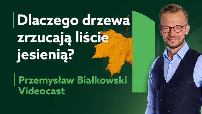 Dlaczego Drzewa Zrzucaj Li Cie Ekspert Wyja Nia Zielona W Interia Pl