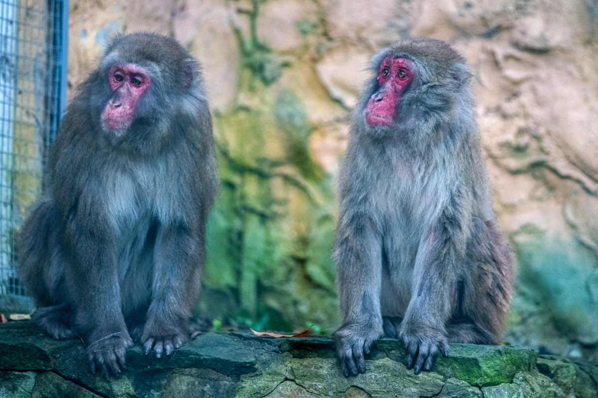 "Małpy skaczą niedościgle, małpy robią małpie figle...", a można je podziwiać w łódzkim zoo. Nowymi lokatorami jest rodzina makaków japońskich, które ciągle chcą się bawić i nawet ciężkie mrozy są im niestraszne. 