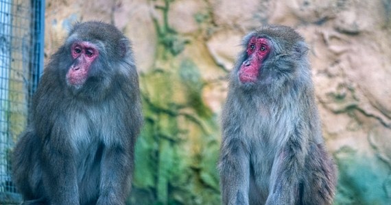 "Małpy skaczą niedościgle, małpy robią małpie figle...", a można je podziwiać w łódzkim zoo. Nowymi lokatorami jest rodzina makaków japońskich, które ciągle chcą się bawić i nawet ciężkie mrozy są im niestraszne. 
