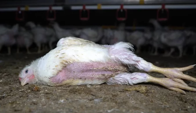 Zwierzęta padają w agonii. Nagranie z fermy kurczaków dostawcy Lidla