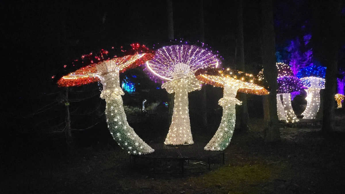 Setki tysięcy LED-owych lampek, 40 kilometrów kabli i aż 9 stref nawiązujących do kultowych produkcji filmowych czeka w tym roku na poznaniaków w parku iluminacji. Podobnie, jak w ubiegłym roku, na terenie Ogrodu Dendrologicznego Uniwersytetu Przyrodniczego w Poznaniu przygotowano ścieżkę jak z niejednej bajki.