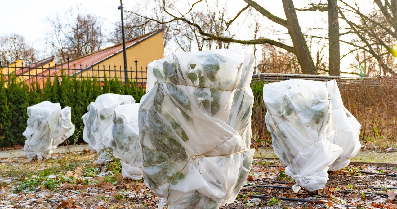 ​Kiedy zaczną się przymrozki w Polsce? W tym roku mają przyjść znacznie wcześniej