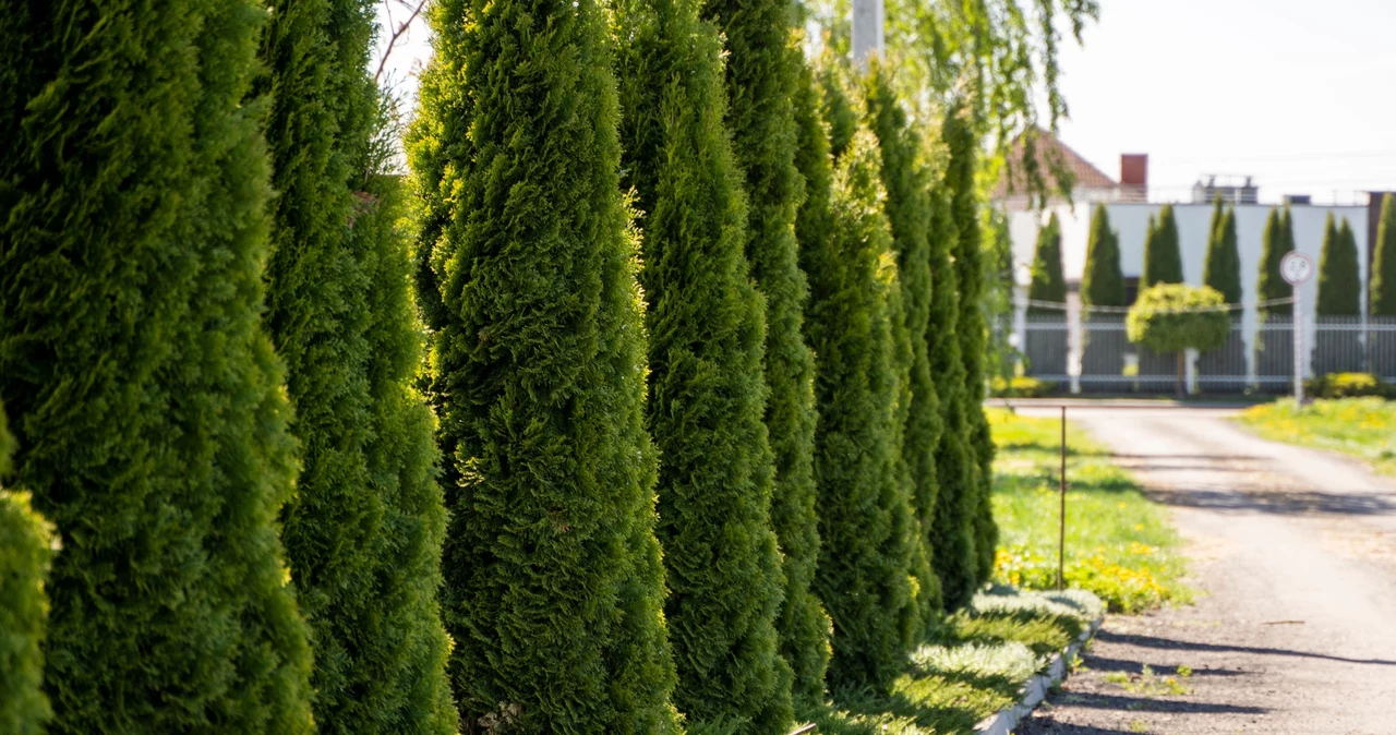  Rozpuść w 10 litrach wody i podlej tuje. Będą silniejsze i odporniejsze na choroby