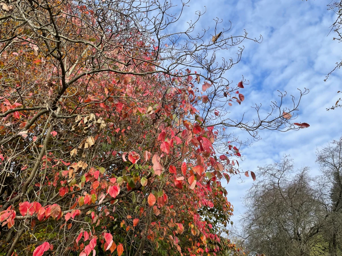 Złota polska jesień w przyrodzie jeszcze tylko przez chwilę. W lubelskim ogrodzie botanicznym UMCS ostatnia szansa zobaczyć drzewa w tak malowniczej postaci, ponieważ zaczynają już bardzo intensywnie gubić liście. "Wystarczy przymrozek i zrobią się gołe" - mówi Agnieszka Dąbrowska - z ogrodu botanicznego UMCS.
