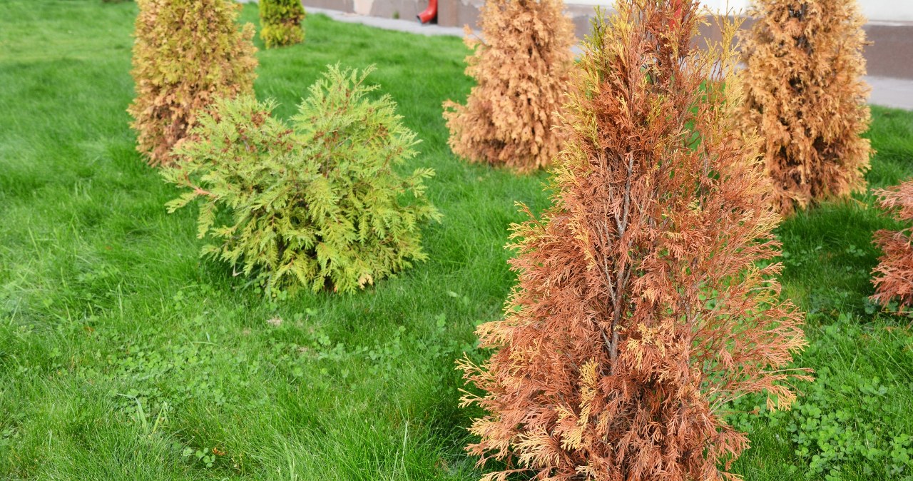 Tuje tracą zieleń? Jeden zabieg uratuje twój ogród w październiku