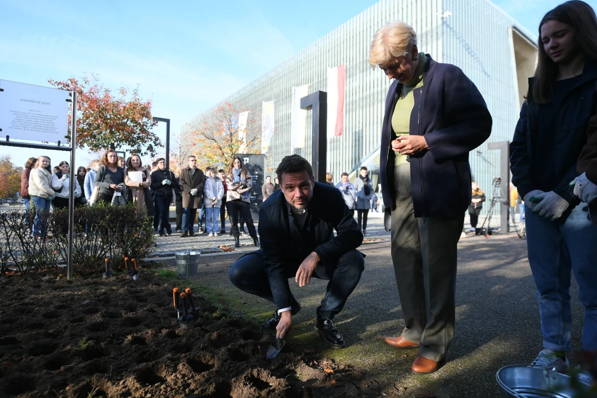 Aż trzy tysiące tulipanów odmiany Irena Sendler ozdobi wiosną przyszłego roku aleję jej imienia przy Muzeum Historii Żydów Polskich POLIN. W czwartek cebule kwiatów sadzili wspólnie z mieszkańcami przedstawiciele stołecznego ratusza, Ambasady Królestwa Niderlandów i Muzeum POLIN.