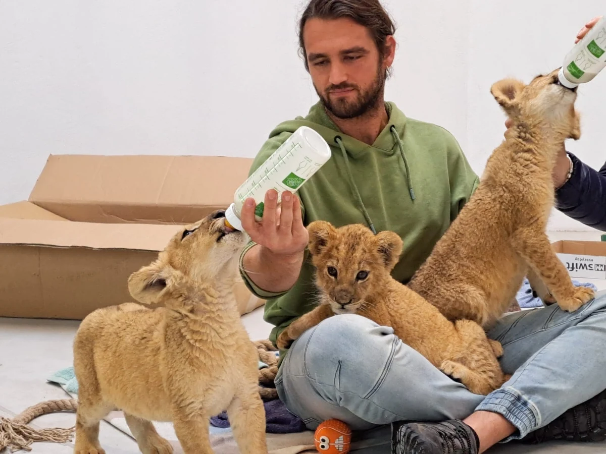 Od początku wojny w Ukrainie poznańskie zoo pomogło w uratowaniu ponad 200 różnych zwierząt - zarówno tych dzikich, jak i domowych. W ostatnich dniach do Poznania przyjechał dziesiąty już transport, w którym znalazły się między innymi cztery dorosłe lwy, cztery lwiątka oraz niedźwiedź himalajski, którego historia jest wręcz dramatyczna.