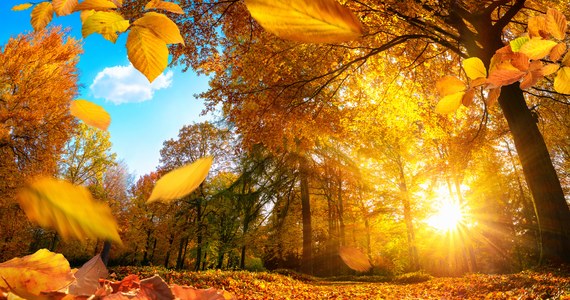 To będzie złota polska jesień w najlepszym wydaniu. Długi weekend w kraju ma być przeważnie ciepły i słoneczny, a temperatura w niektórych regionach może przekroczyć 20 stopni Celsjusza.