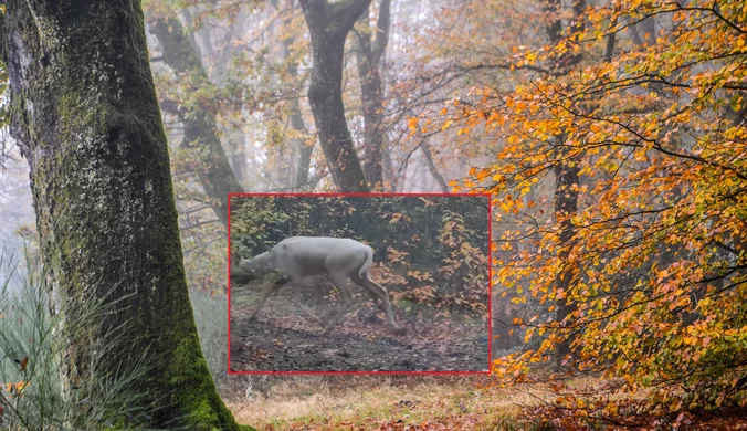 Osobliwe zwierzę uchwycone w polskim lesie. "Jak z Opowieści z Narnii"