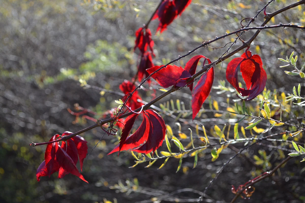 Jak informuje Instytut Meteorologii i Gospodarki Wodnej, w najbliższych dniach w całym kraju pojawiać się będą gęste mgły. Na początku tygodnia termometry pokażą nawet 21 stopni Celsjusza. Od środy pogoda zacznie się zmieniać. W całym kraju będzie deszczowo, a temperatura spadnie do 11 stopni.