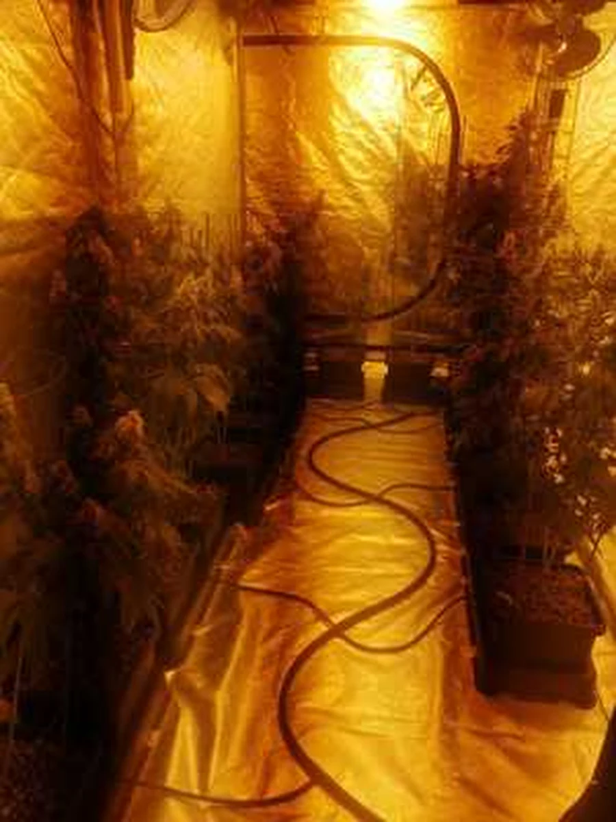 W jednym z salonów tatuażu w Lublinie policjanci zatrzymali cztery osoby podejrzane o wytwarzanie narkotyków. Funkcjonariusze zabezpieczyli profesjonalną plantację marihuany, prawie 3 kilogramy ziela konopi, około 800 gramów dopalaczy, ciasteczka z zawartością narkotyków i amfetaminę.

