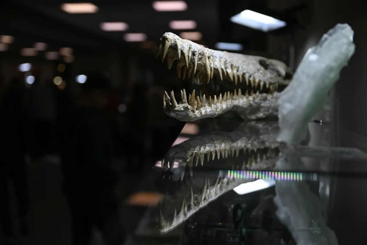 Szczęka rekina sprzed około 60 mln lat, fragment meteorytu żelaznego Morasko czy duży okaz kwarcu - takie rzeczy mogli oglądać mieszkańcy Rzeszowa, którzy w dniach 29-30 października pojawili się w Hali Podpromie, gdzie odbyła się Międzynarodowa Giełda Minerałów i Biżuterii.