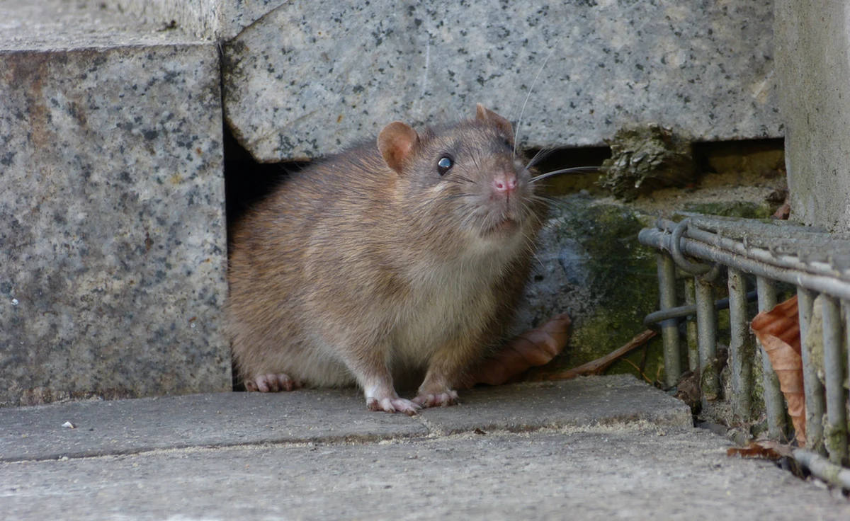 Rozpoczyna się jesienna akcja deratyzacyjna we Wrocławiu, która potrwa od 1 do 30 listopada. Jesienna deratyzacja, podobnie jak wiosenna, zostanie przeprowadzona w całym mieście. Z chwilą rozpoczęcia akcji powinny zostać wyłożone preparaty deratyzacyjne.
