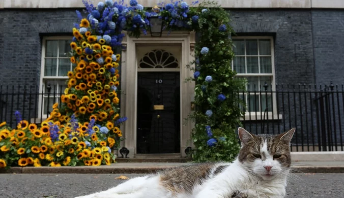 Larry - kot z Downing Street. Premierzy się zmieniają, a on trwa
