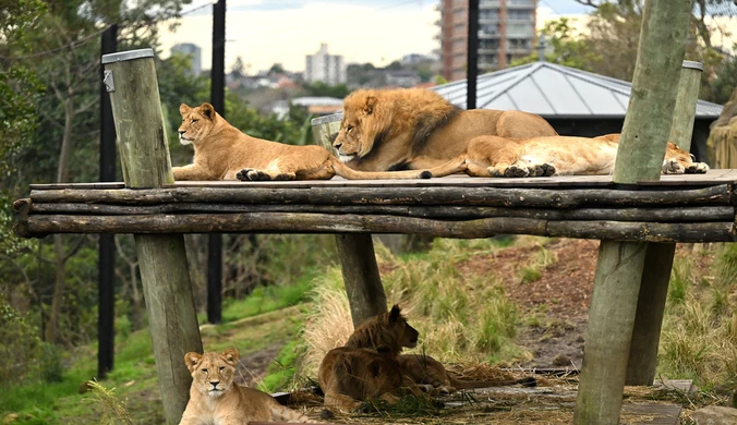 Stado lwów uciekło z zagrody w zoo, obok spali turyści. Panika w ośrodku