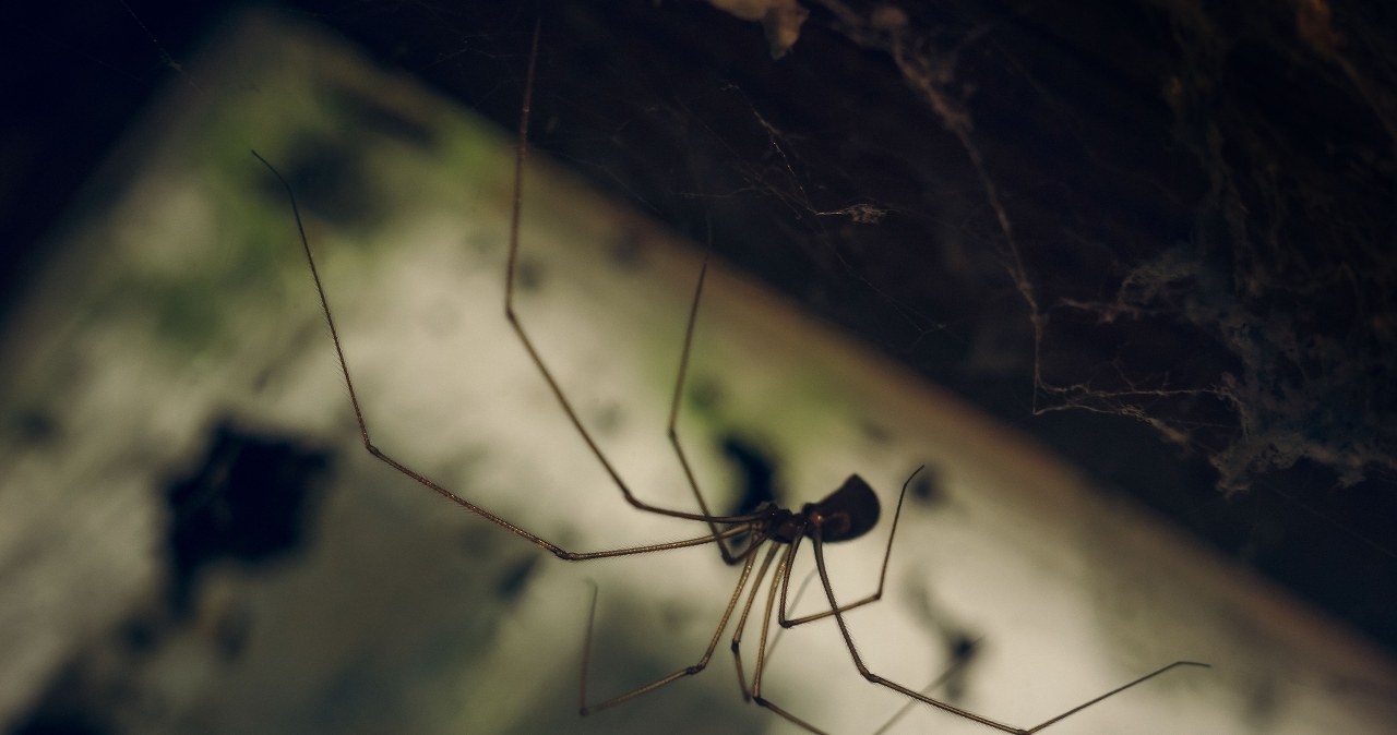 Spryskaj drzwi i ramy okienne. Żaden pająk nie wejdzie do mieszkania