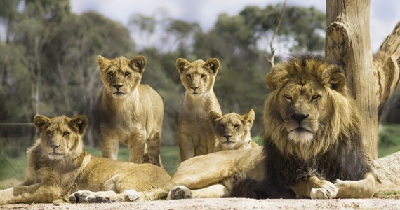 Pięć lwów wydostało się z wybiegu ogrodu zoologiczniego w Sydney. Konieczna była ewakuacja odwiedzających i zamknięcie zoo. Na szczęście nikt nie odniósł żadnych obrażeń – informuje CNN.