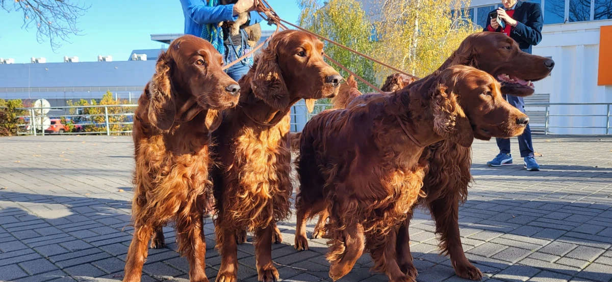 7 tysięcy czworonogów, przedstawicieli ponad 250 ras będzie rywalizowało w ten weekend na Międzynardowych Wystawach Psów Rasowych w Poznaniu. To będzie prawdziwe psie święto - zapewniają organizatorzy.