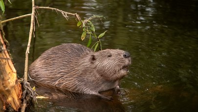 Bobry panoszą się nad zbiornikiem Bugaj w Piotrkowie Trybunalskim