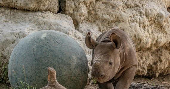 Rzadki, południowy nosorożec biały przyszedł na świat w niedzielę wieczorem w parku Knowsley Safari w Wielkiej Brytanii. To największy przedstawiciel żyjących obecnie ssaków z rodziny nosorożców, zagrożony wyginięciem na skutek polowań - podaje portal bbc-co-uk.