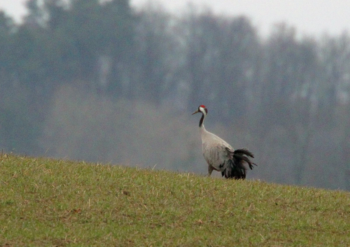 ​Turyści gorąco zaproszeni na Polesie Lubelskie. Magnesem oprócz niewątpliwych uroków przyrodniczych w postaci chociażby lasów i bagien mają być żurawie. Trwa projekt "Wędrówki lubelskich żurawi". Dzięki nowoczesnej technologii wiemy o tych ptakach coraz więcej, co może być ciekawe dla turystów, ale również i naukowców.