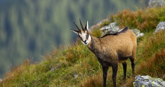 1222 kozice zaobserwowano w Tatrach podczas jesiennego liczenia. Ponieważ to gatunek zagrożony wyginięciem, pracownicy polskiego i słowackiego parku narodowego dwa razy w roku podejmują się rachuby, ile osobników żyje w górach.

