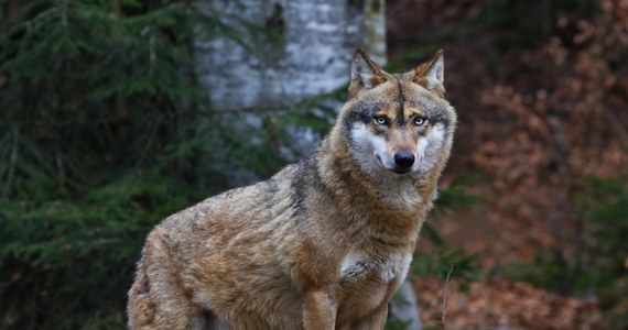 W holenderskiej prowincji Geldria władze postanowiły strzelać pociskami do gry w paintball do wilków. W ten sposób chcą zniechęcić je do podchodzenia do ludzkich siedzib i zapobiec oswojeniu tych dzikich zwierząt - poinformowała BBC.
