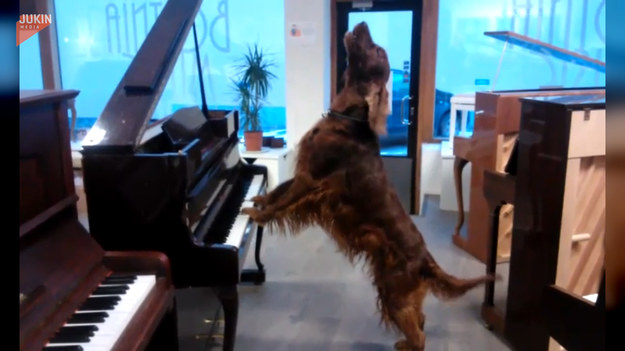 Oto prawdziwy psi wirtuoz - nie dość, że gra na pianinie, to jeszcze śpiewa. Zobaczcie!