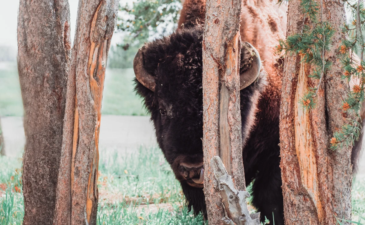 Rosjanie podczas okupacji miasta Jampil w obwodzie donieckim zjedli wiele zwierząt z miejscowego zoo, w tym bizona, kangura, wilki, osły i strusie - taką informację przekazał ukraiński portal Espreso.tv.