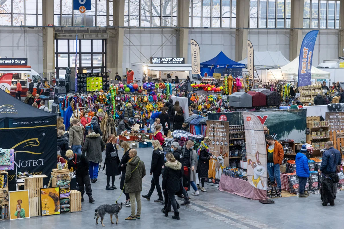 Blisko 7 tys. psów, przedstawicieli 253 ras, zaprezentuje się na rozpoczynających się w sobotę w Poznaniu Międzynarodowych Wystawach Psów Rasowych.
