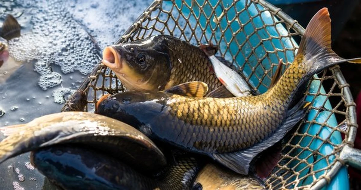 "Przed nami co najmniej pół roku, gdy jedzenie będzie coraz droższe" - tak przewidują w RMF FM producenci żywności. W ten sposób komentują dzisiejsze zapowiedzi premiera Mateusza Morawieckiego, który obiecał, że tak długo, jak będzie to możliwe, utrzymane zostaną zerowe stawki VAT na żywność. Nasz dziennikarz Michał Dobrołowicz rozmawiał z dyrektorem Polskiej Federacji Producentów Żywności. Sprawdzamy, podwyżki których produktów będą w najbliższych tygodniach najbardziej odczuwalne dla naszych portfeli.