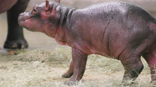 Hipopotam urodził się 30 listopada w ogrodzie zoologicznym w Dallas. Zoolodzy nie są jeszcze pewni, czy młode jest samcem czy samiczką. Cielę i jego matka mają się dobrze i spędzają czas na specjalnym wybiegu. Na razie zwiedzający nie będą mogli zobaczyć młodego hipopotama przez kilka tygodni. 

