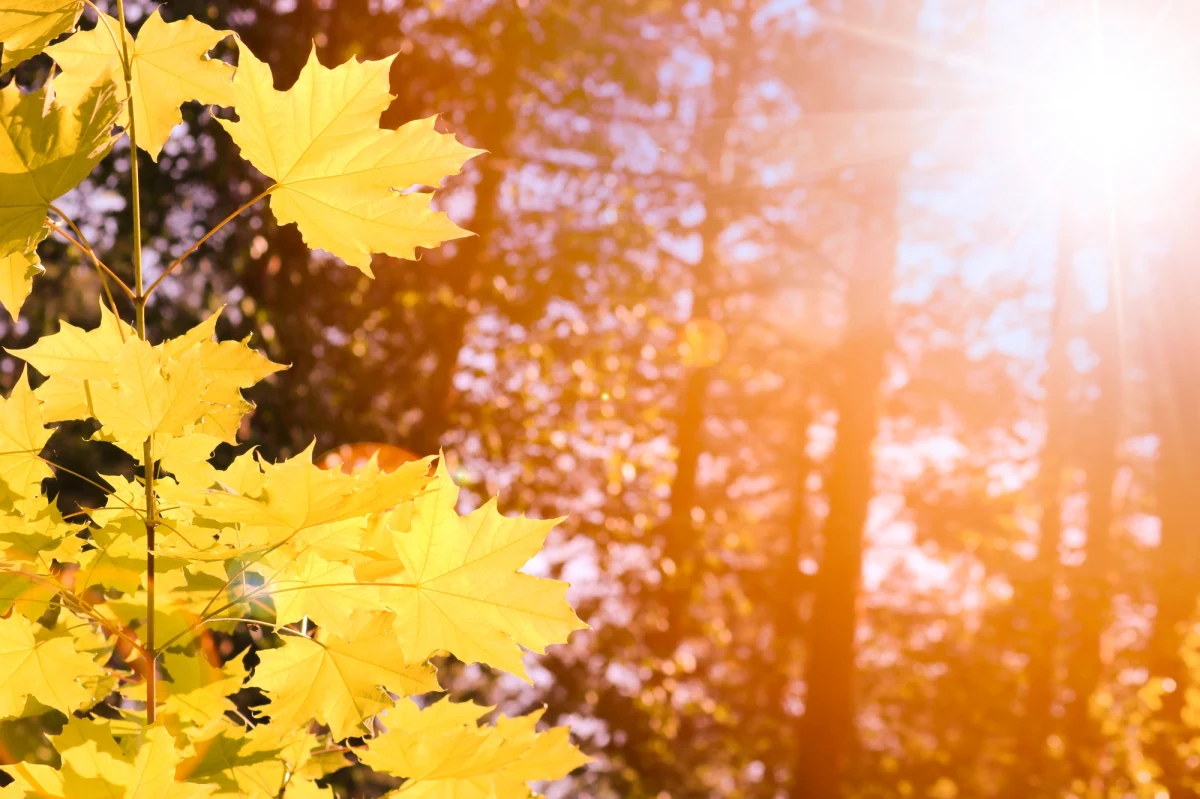Aura będzie sprzyjała plenerowym obchodom 11 listopada. Jak na tę porę roku, będzie stosunkowo ciepło, na zachodzie nawet do 14 stopni, w całym kraju bez deszczu.