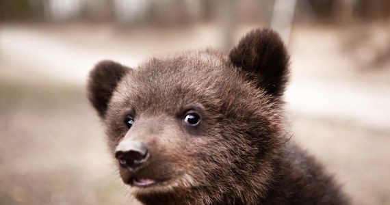 Zwierzęta, które ucierpiały z powodu wojny w Ukrainie są bohaterami wystawy pokazywanej w Orientarium ZOO Łódź. Placówka zorganizowała także zbiórkę darów, m.in. różnego rodzaju karmy dla zwierząt i artykułów dla ich opiekunów, które trafią do ukraińskich ogrodów zoologicznych.