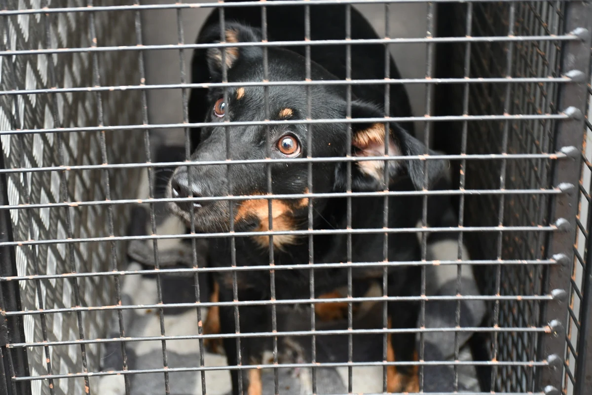 24 zwierzęta przetrzymywane w nieodpowiednich warunkach odebrali rodzinie z Płocka policjanci razem z przedstawicielami inspekcji weterynaryjnej i Urzędu Miasta. Stworzenia były przetrzymywane w brudnych, zamkniętych pomieszczeniach, a niektóre w klatach, które uniemożliwiały im przyjęcie właściwej pozycji.   