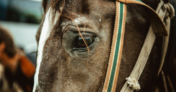 21-latek, który z pastwiska ukradł konia, a następnie uderzył go siekierą w głowę, został tymczasowo aresztowany. Zwierzę na szczęście uciekło.