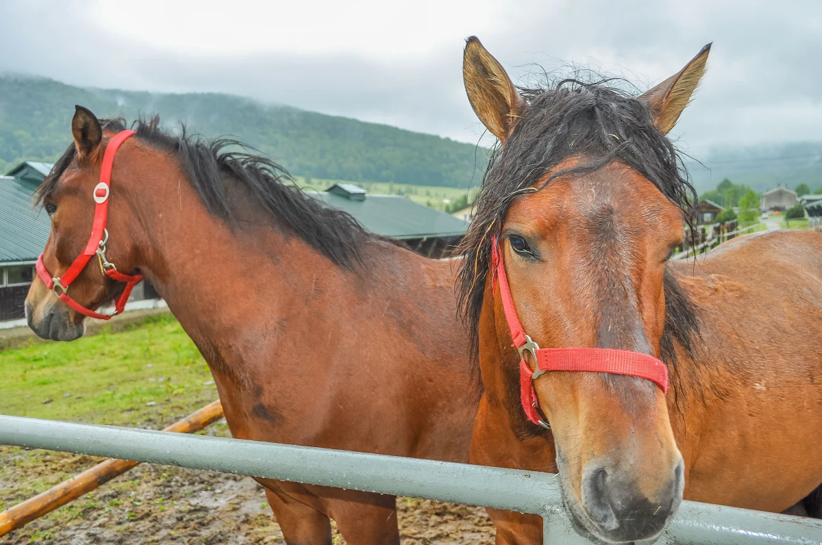 Osamotniony i wystraszony, a do tego zdezorientowany był koń, biegający ulicami Radomia. Wierzchowiec zwiedzał miasto po defiladzie z okazji Narodowego Święta Niepodległości, w której brał udział.
