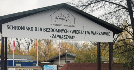 Schronisko na Paluchu szykuje się na sezon grzewczy. Ze względu na wysokie koszty utrzymania placówki jej przedstawiciele nie ukrywają, że przed nimi ciężkie miesiące i liczą każdą złotówkę, by przeżyć te najtrudniejsze momenty. 
